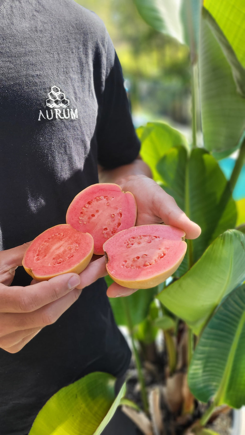 Aurum Guava Wine - LIMITED EDITION