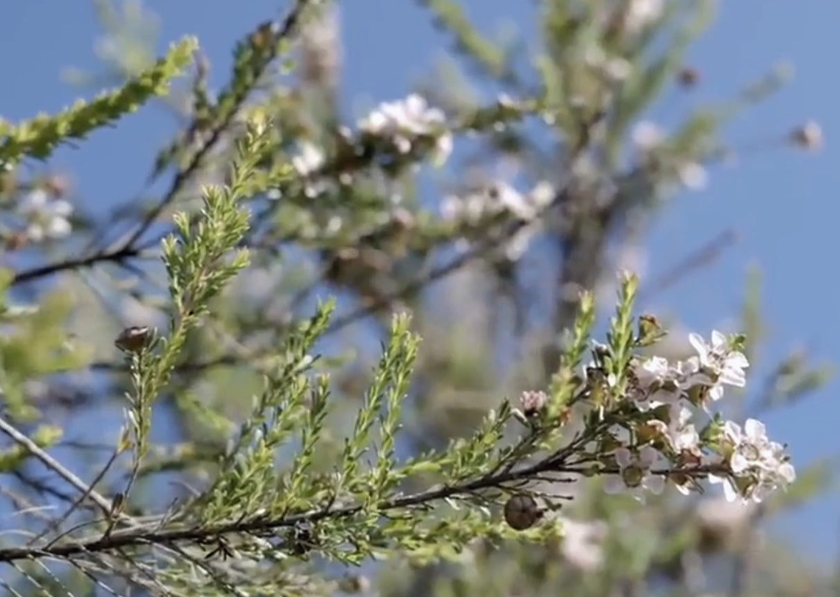Australian native bushland, the Northern Rivers terroir behind AURUM honey wine